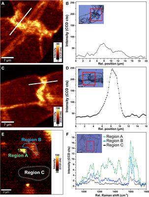 A Robust Method to Quantify Cell Wall Bound Phenolics in Plant Suspension Culture Cells Using Pyrolysis-Gas Chromatography/Mass Spectrometry